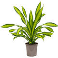 Dracaena fragrans 'Charley', Kopf, im 24cm Topf, H�he 85cm, Breite 50cm