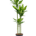 Dracaena fragrans 'Cintho', 90-60-30, im 24cm Topf, H�he 150cm, Breite 35cm