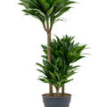 Dracaena fragrans 'Compacta', 60-30-15, im 21cm Topf, H�he 95cm, Breite 35cm