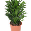 Dracaena fragrans 'Compacta', Kopf, im 17cm Topf, H�he 40cm, Breite 20cm