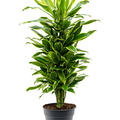 Dracaena fragrans 'Golden Coast', Verzweigt-multi, im 27cm Topf, H�he 100cm, Breite 40cm