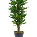 Dracaena fragrans 'Golden Dragon', 60-Carrousel, im 24cm Topf, H�he 100cm, Breite 35cm
