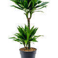 Dracaena fragrans 'Green Jewel', 45-15, im 19cm Topf, H�he 85cm, Breite 40cm