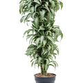 Dracaena fragrans 'Jade Jewel', Verzweigt-multi, im 30cm Topf, H�he 140cm, Breite 60cm
