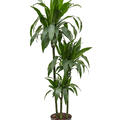 Dracaena fragrans 'Janet Craig', 90-60-30, im 24cm Topf, H�he 140cm, Breite 40cm