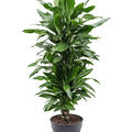 Dracaena fragrans 'Janet Lind', Verzweigt-multi, im 27cm Topf, H�he 120cm, Breite 40cm