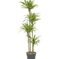 Dracaena fragrans 'Lemon Lime', 120-90-60-30, im 27cm Topf, H�he 160cm, Breite 60cm