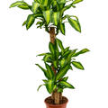 Dracaena fragrans 'Massangeana', 90-45-20, im 24cm Topf, H�he 135cm, Breite 35cm