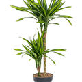 Dracaena fragrans 'Riki', 45-15, im 19cm Topf, H�he 100cm, Breite 45cm