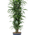Dracaena fragrans 'Ulises', Verzweigt-Multi, im 34cm Topf, H�he 170cm, Breite 65cm
