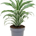 Dracaena fragrans 'White Jewel', Kopf, im 17cm Topf, H�he 40cm, Breite 30cm