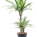 Dracaena fragrans 'White Stripe', 45-15, im 19cm Topf, H�he 95cm, Breite 45cm