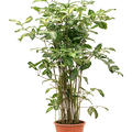Dracaena godseffiana (90-120), Tuff (90-120), im 24cm Topf, H�he 115cm, Breite 50cm
