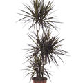 Dracaena marginata 'Magenta', 60-30-15, im 21cm Topf, H�he 120cm, Breite 35cm