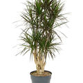 Dracaena marginata 'Margenta', Verzweigt, im 30cm Topf, H�he 140cm, Breite 70cm