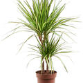 Dracaena marginata 'Sunray'q, 30-15, im 17cm Topf, H�he 65cm, Breite 35cm