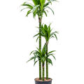 Dracaena steudnerii 'Liza', 90-60-30, im 24cm Topf, H�he 145cm, Breite 45cm