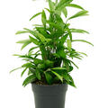 Dracaena surculosa, Tuff, im 19cm Topf, H�he 65cm, Breite 40cm