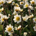 Dryas suendermannii