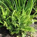 Dryopteris affinis
