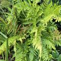 Dryopteris erythrosora, Dryopteris erythrosora