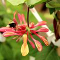 Duft-Geissblatt (Lonicera heckrottii)
