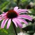 Echinacea purpurea 'Augustk�nigin' (S)