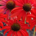 Echinacea purpurea 'Tomato Soup' (S)