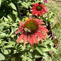 Echinacea purpurea 'Tomato Soup' (S), Echinacea purpurea 'Tomato Soup' (S)