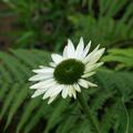 Echinacea purpurea 'Virgin' Staude