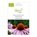 Echinacea (Sonnenhut), Purpur