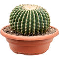 Echinocactus grusonii 'Inermis', im 25cm Topf, H�he 20cm, Breite 20cm