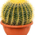 Echinocactus grusonii, im 25cm Topf, H�he 30cm, Breite 25cm