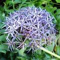 Echinops bannaticus 'Blue Glow', Echinops bannaticus 'Blue Glow'