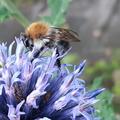 Hummel auf Kugeldistel, Echinops ritro