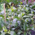 Echter Tee Fresh-T� 'Bloomtea'�, Camellia sinensis Fresh-T 'Bloomtea'