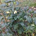 Echter Tee Fresh-T� 'Tearoma'�, Camellia sinensis Fresh-T 'Tearoma'