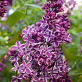Syringa vulgaris 'Sensation'