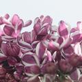 Edelfliederst�mmchen Sensation, Syringa vulgaris