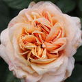 Nostalgie-Edelrose 'Capri'�