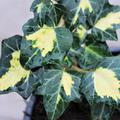 Bunt-Bl�ttriger Efeu, Goldefeu 'Goldherz' Das Laub dunkelgr�n mit gelbem Herz