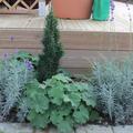 Eibe, Gr�ne S�ulen-Eibe 'Fastigiata Robusta', Taxus baccata 'Fastigiata Robusta'