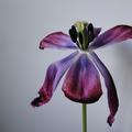 Einfache fr�he Tulpe 'Purple Prince' verwelkt, Tulpe, Tulipa, Blumenzwiebel
