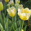 Einfache fr�he Tulpe 'Sweet Heart' , Tulipa 'Sweet Heart' 