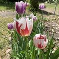 Einfache sp�te Tulpe 'Happy Generation', Tulipa 'Happy Generation'