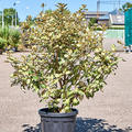 Elaeagnus ebbingei 'Maryline', Busch, im 32cm Topf, H�he 110cm, Breite 55cm