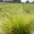 Jungpflanze im Topf