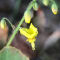 Elfenblume 'Frohnleiten', Epimedium x perralchicum 'Frohnleiten'