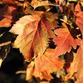 Elsbeere Herbstf�rbung