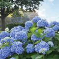 Hortensie Endless Summer� blau